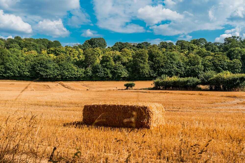 Straw bales in a harvested field in Hertfordshire
