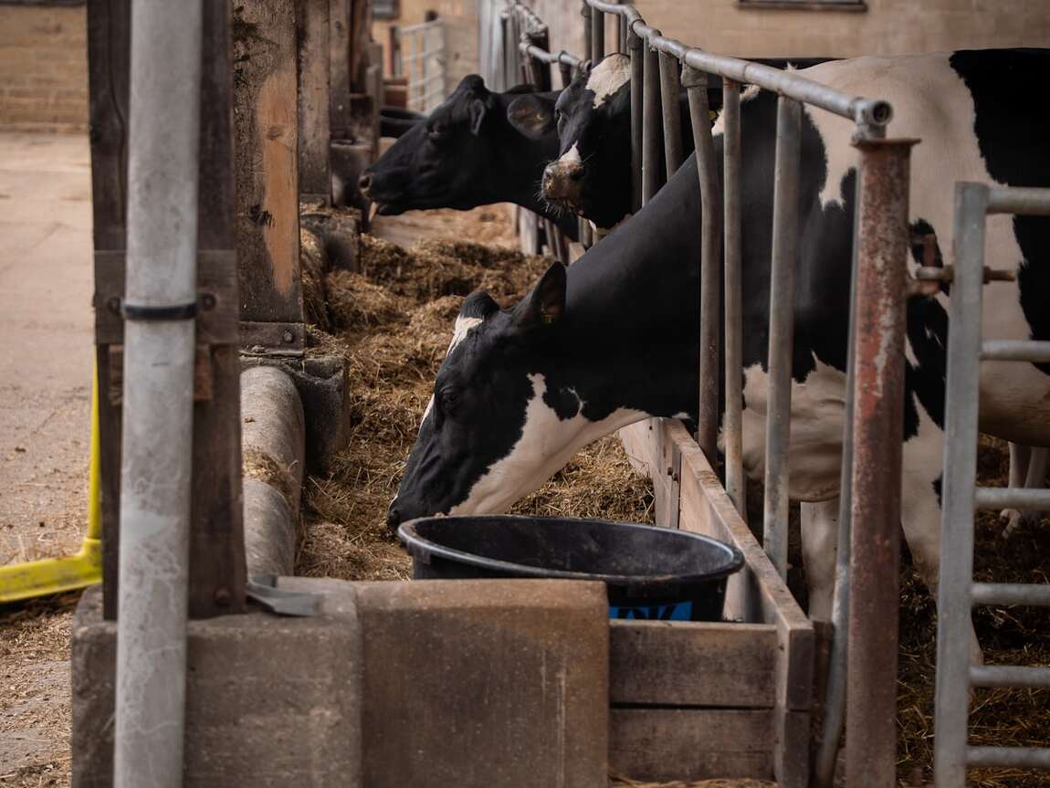 Friesian dairy cows feeding at the barrier on a Norfolk farm
