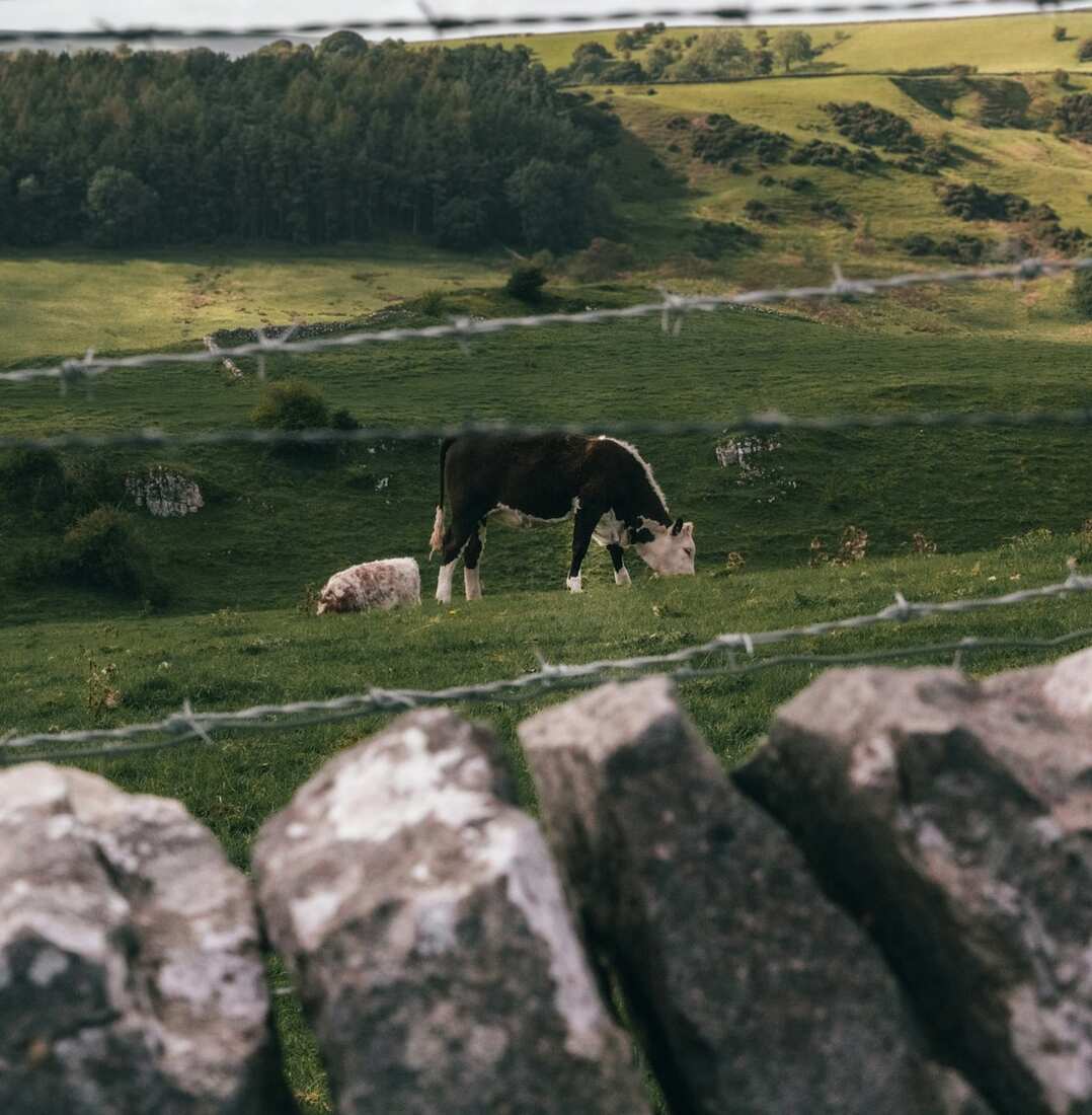 A Hereford cow grazing behind a drystone wall in the Derbyshire Dales