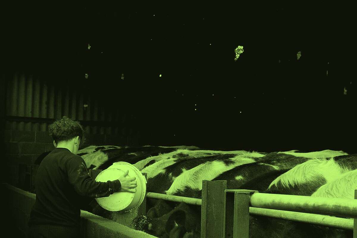 A farmer tipping a bucket of feed to cattle in a dark UK barn
