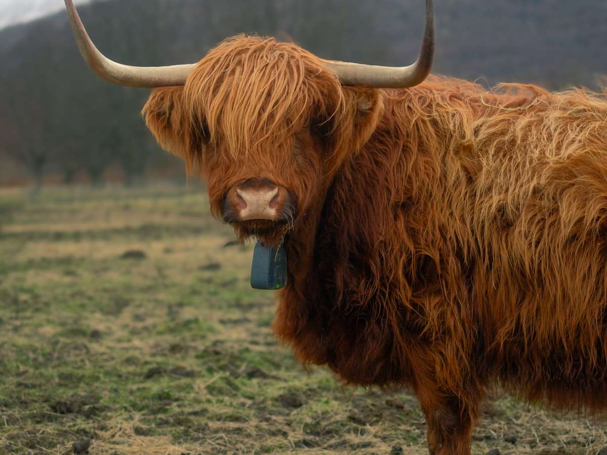 A Highland cow in a field in Scotland